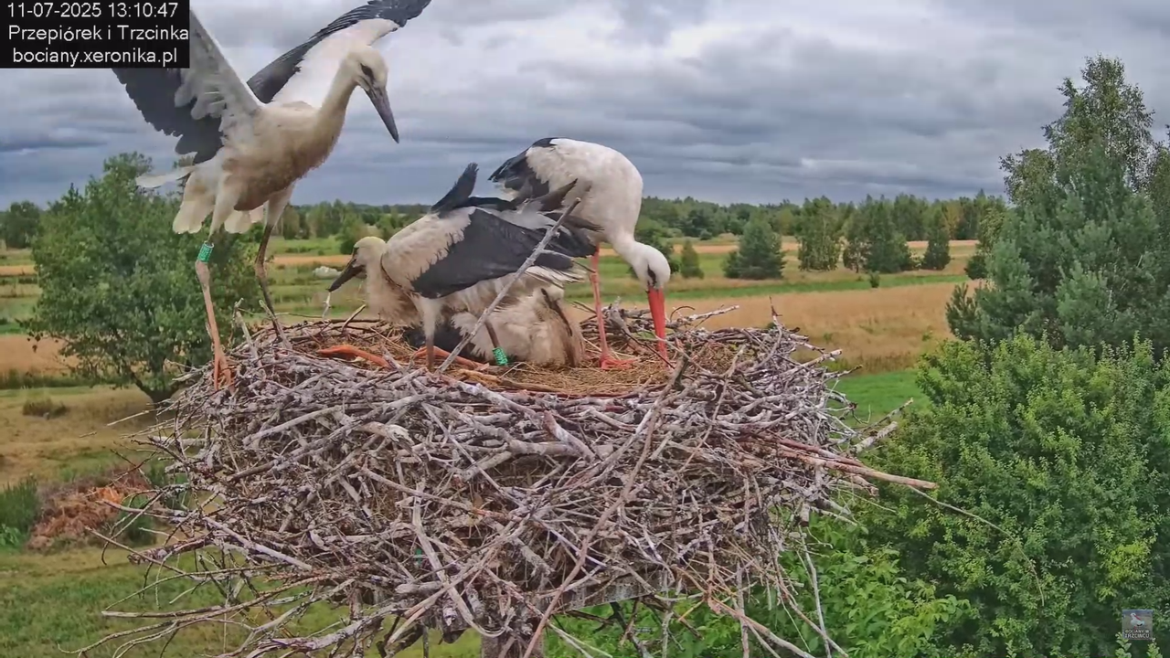 11072025bociany34