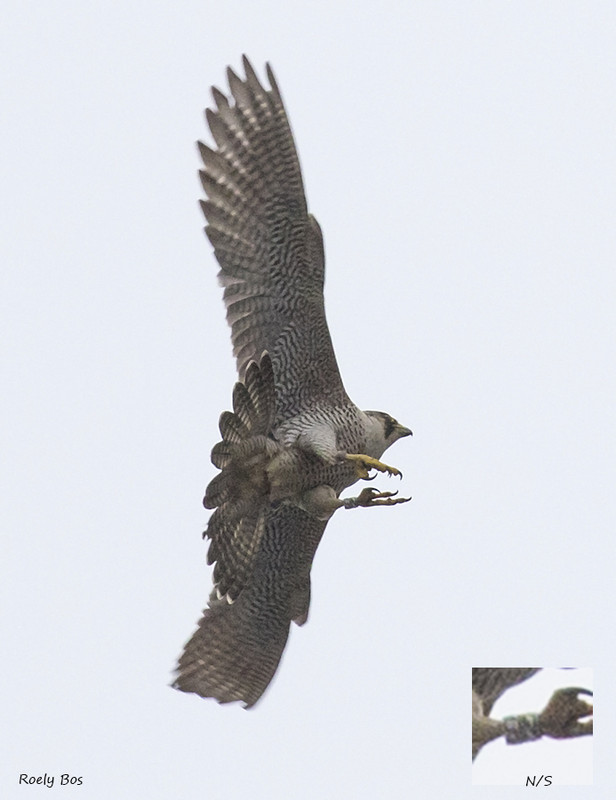 Slechtvalk NS IMG 0976 — Postimages