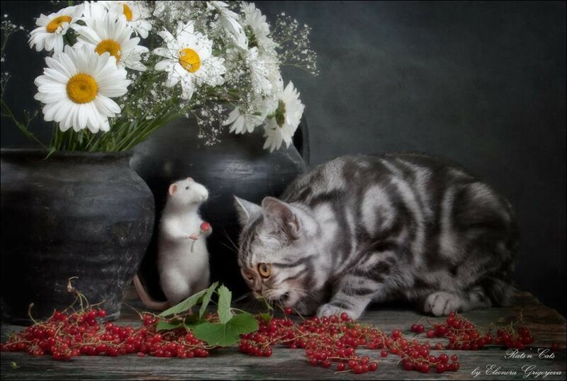 11188439-588292544607546-4597989047942440913-n