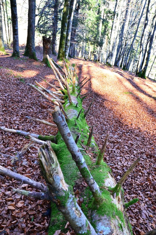 SELVA DE IRATI-14-11-2015-NAVARRA - Paseando por España-1991/2024 (38)