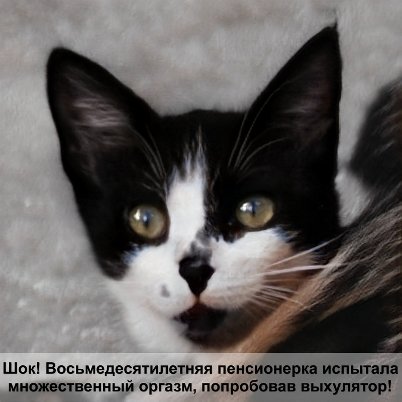 шотландская вислоухая кошка окрасы