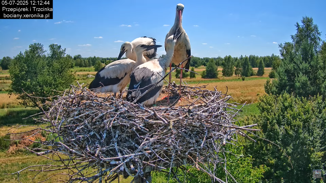 05072025bociany39