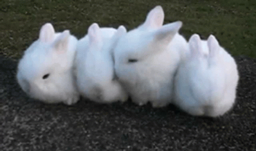 bunny-rabbit.gif