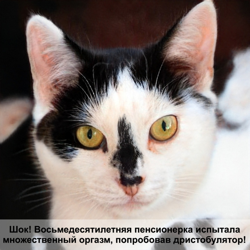 золотой окрас шотландских кошек