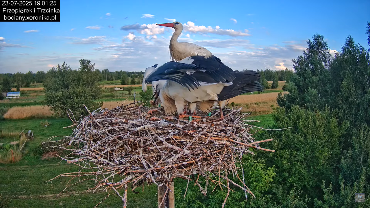 23072025bociany44