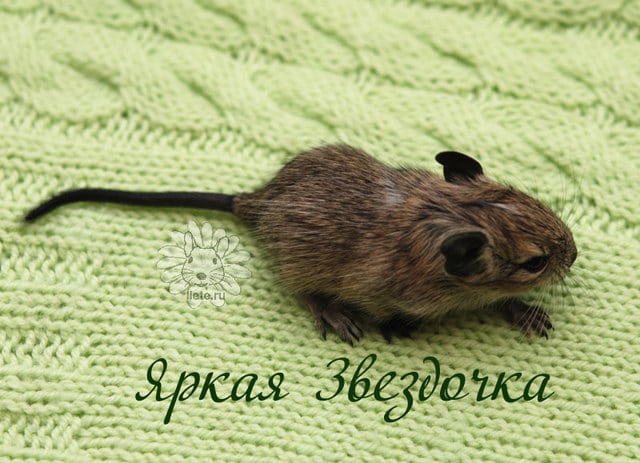 яркая-звездочка_1-нед