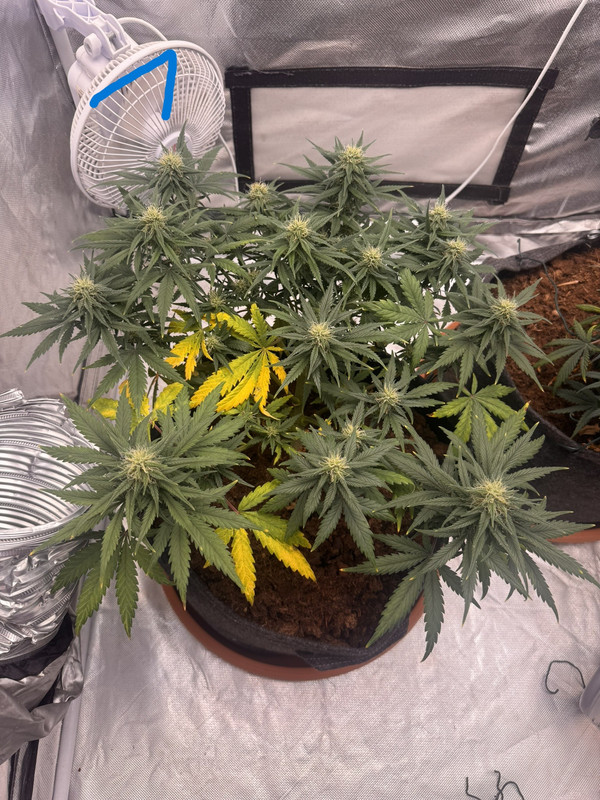 GSC1