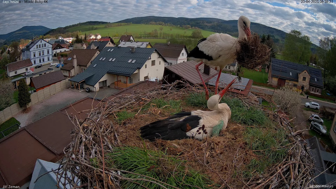 Tiešraides kamera — Mladé Buky — stārķa ligzda 4K 12-11-27 screenshot