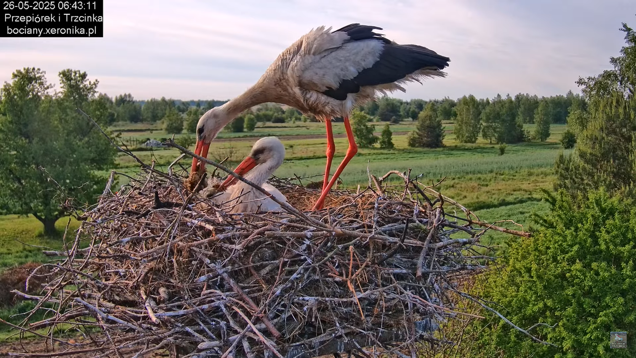 26052025bociany9