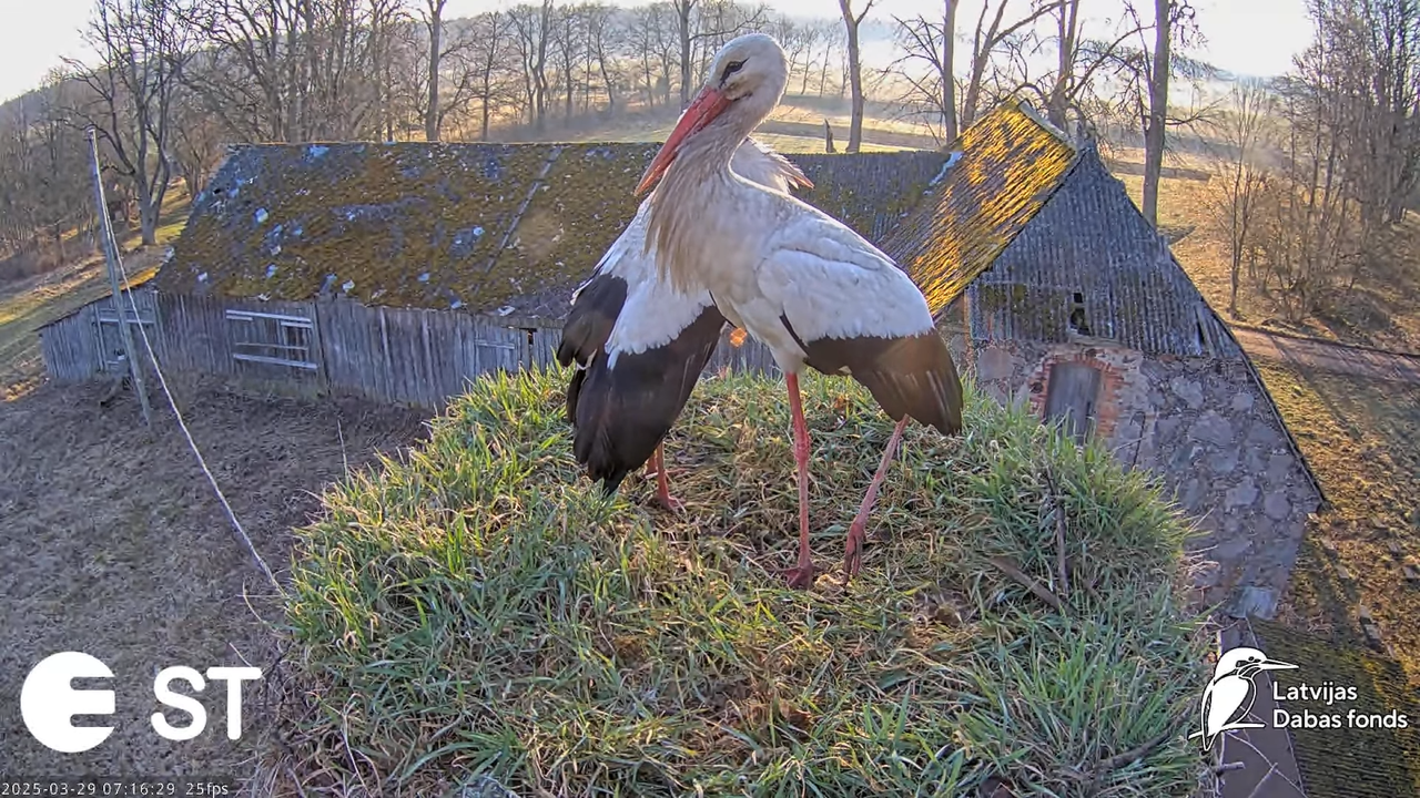 (19) Baltie stārķi (Ciconia ciconia) Tukuma novadā __ White storks in Tukums, Latvia - YouTube - 656
