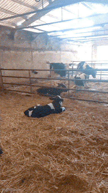 559.gif
