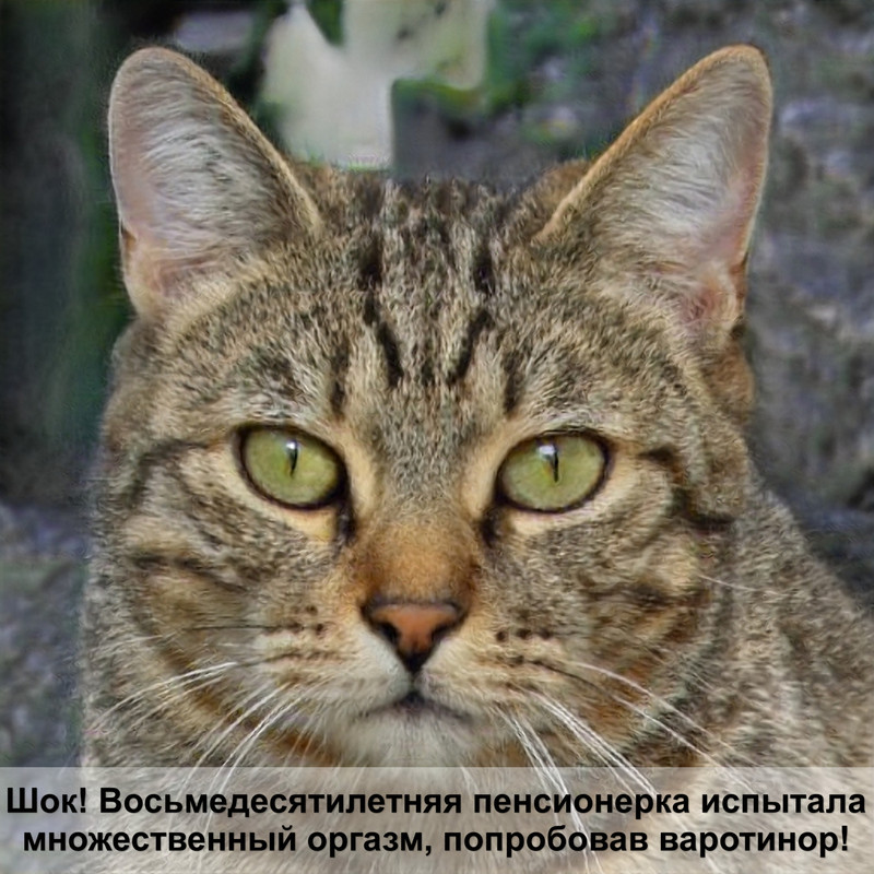 почему кошка мурчит