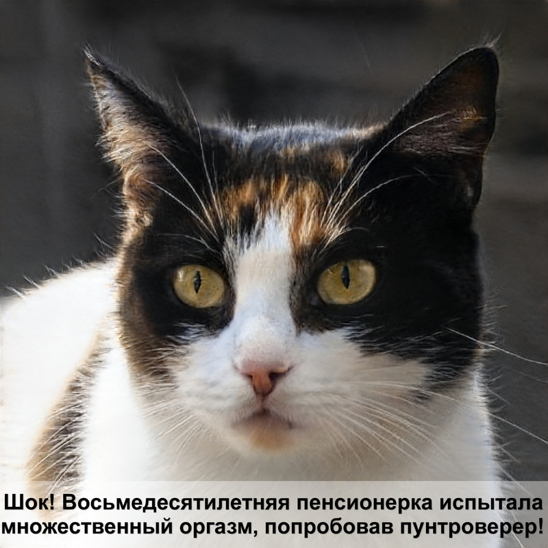 корма для кошек