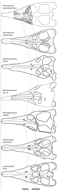 Безымянный