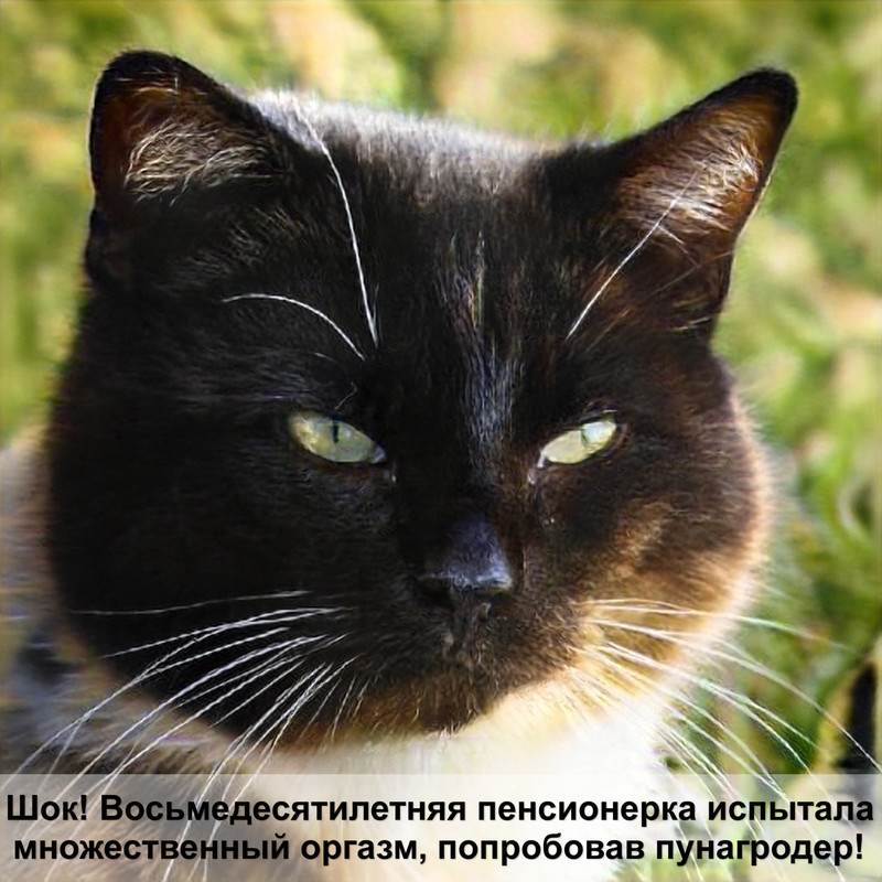 про план ветеринарная диета для кошек