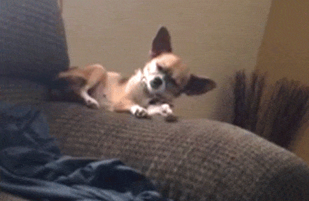foto-2-1503058083.gif