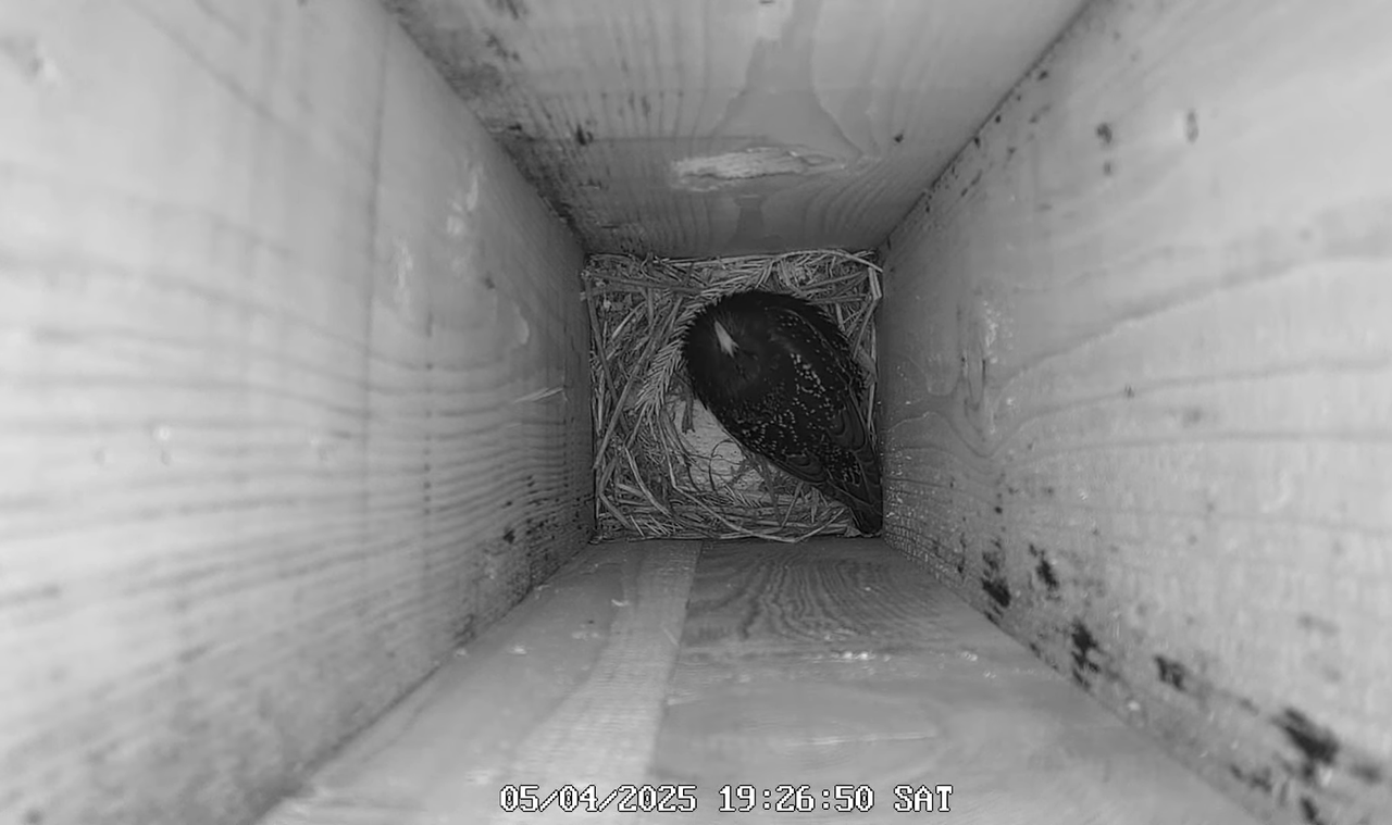 (8) Mājas strazds 2025 Tiešraide - YouTube - 418_24