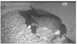 20180927-0133-h-2nd-hatching-300x171 (1)