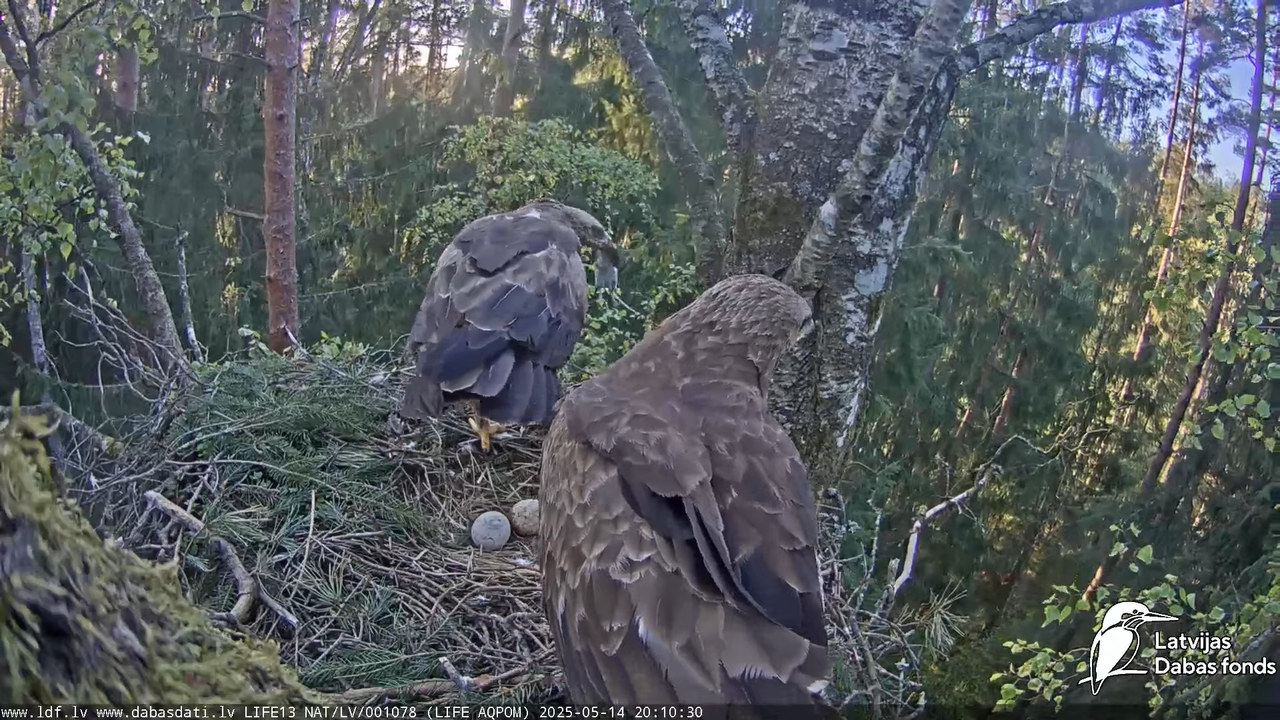 Mazais ērglis (Clanga pomarina), ligzda bērzā 18-15-35 screenshot (1)