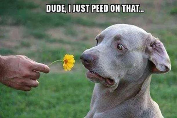 dude.jpg