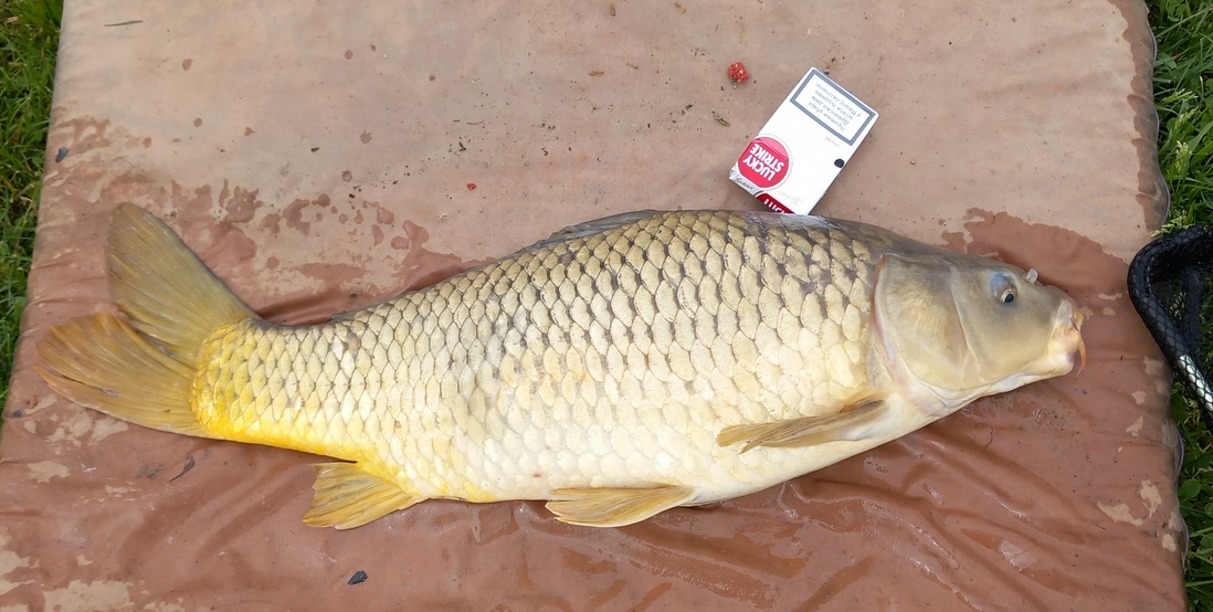 carp1.jpg