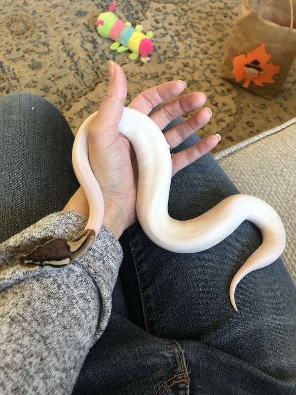 BC5EFC7F-E7FE-4F3D-A902-67ED9A90D611