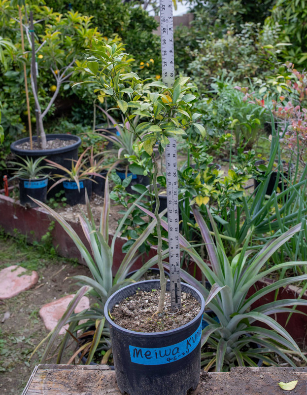 8U1A8358 Meiwa Kumquat Tree on FD in Pot Measured (11 20 2025)