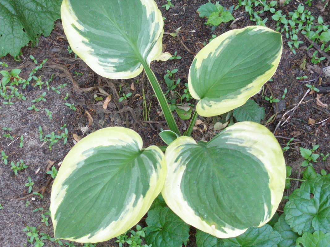P6189704