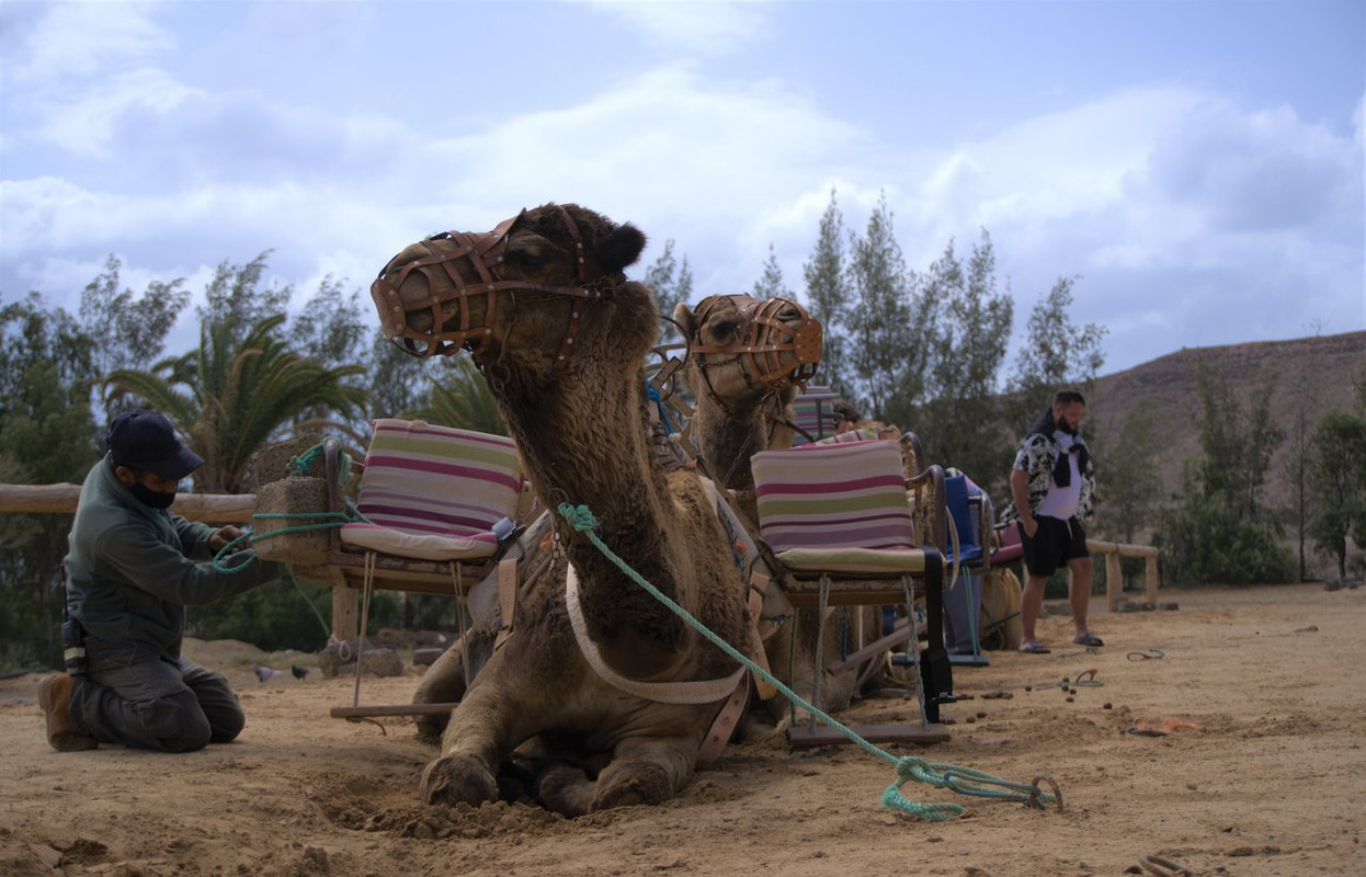 Fuerteventura, la isla de la calma - Blogs of Spain - SUR DE FUERTEVENTURA: PLAYAS Y MÁS PLAYAS (16)