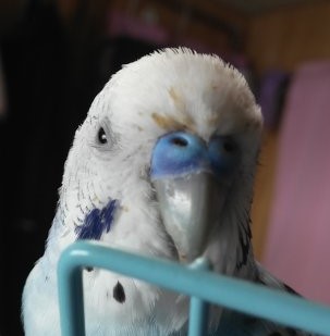 Novascel-D7beUTJULbq735l (2)