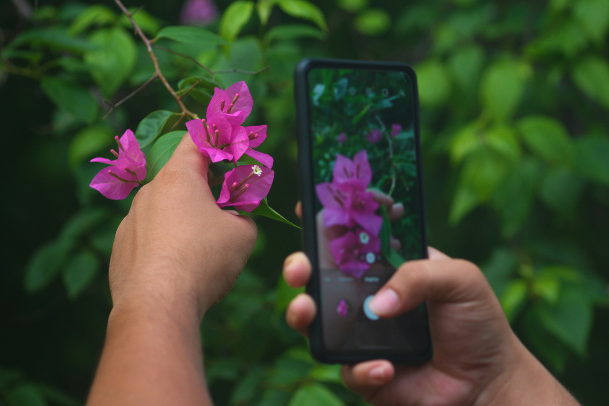 Woman photographing bougainvillea flowers with her phone, holding a branch with one hand—capturing nature details as part of a mindful summer art activity for presence and stress relief.