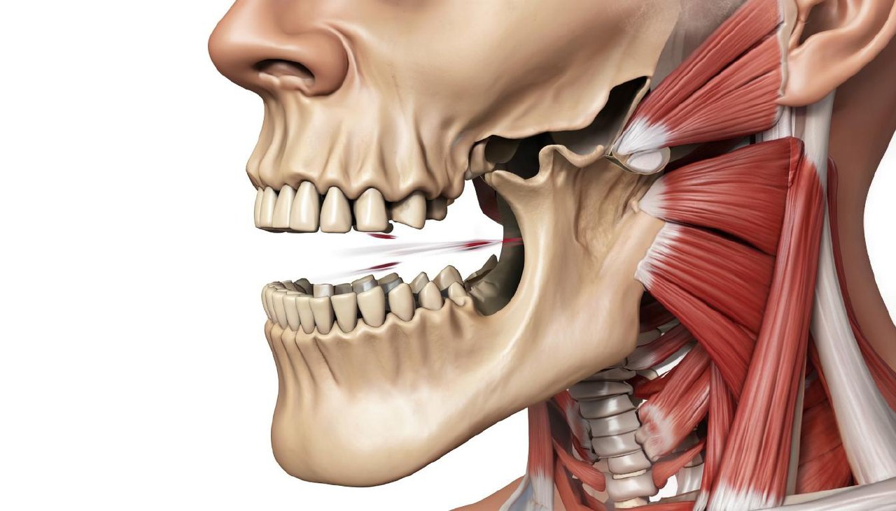 мышцы челюсти