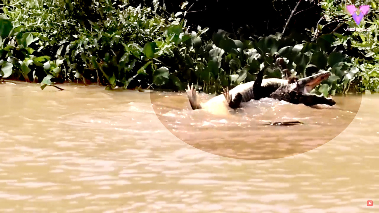 Impresionante combate entre jaguar y caimán se hace viral