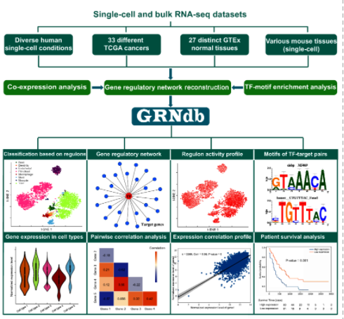 单细胞水平的基因调控网络数据库-2.png