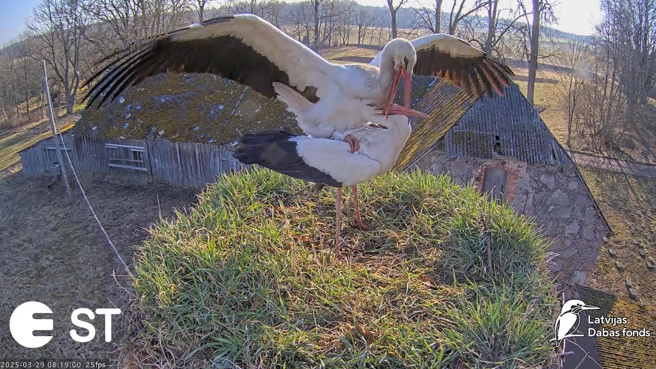 (20) Baltie stārķi (Ciconia ciconia) Tukuma novadā __ White storks in Tukums, Latvia - YouTube - 719
