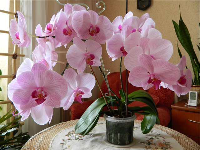 Тайские орхидеи на выставках вдохновение для ценителей природы