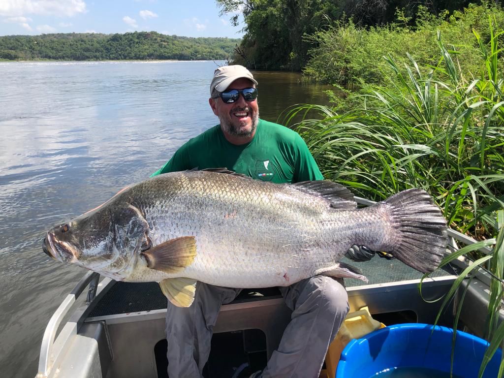 Perca do Nilo Gigante
