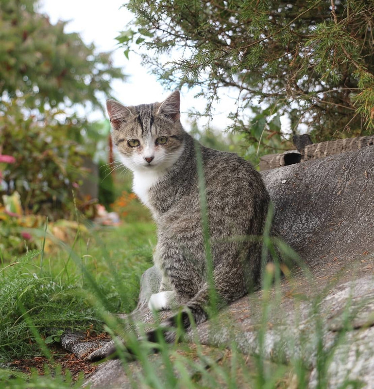 imgonline-com-ua-Resize-CkBSUx0SCornfamj