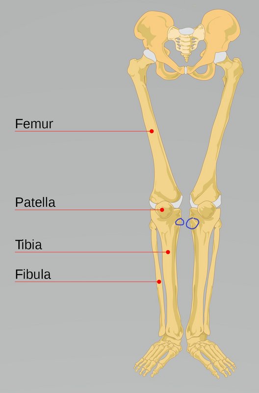legs.jpg