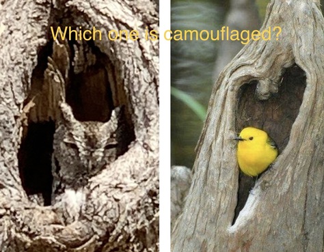 Camouflaged