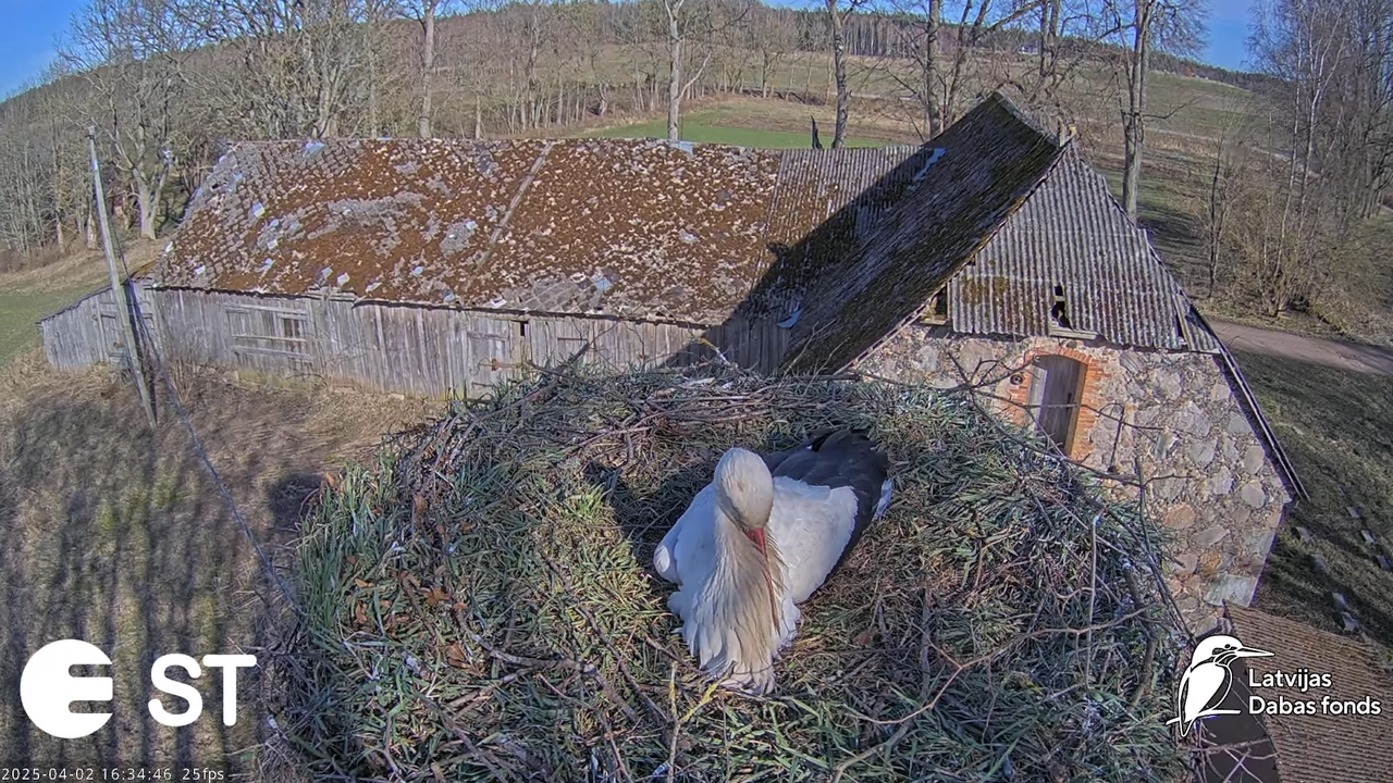 Baltie stārķi (Ciconia ciconia) Tukuma novadā __ White storks in Tukums, Latvia - YouTube - 853_52