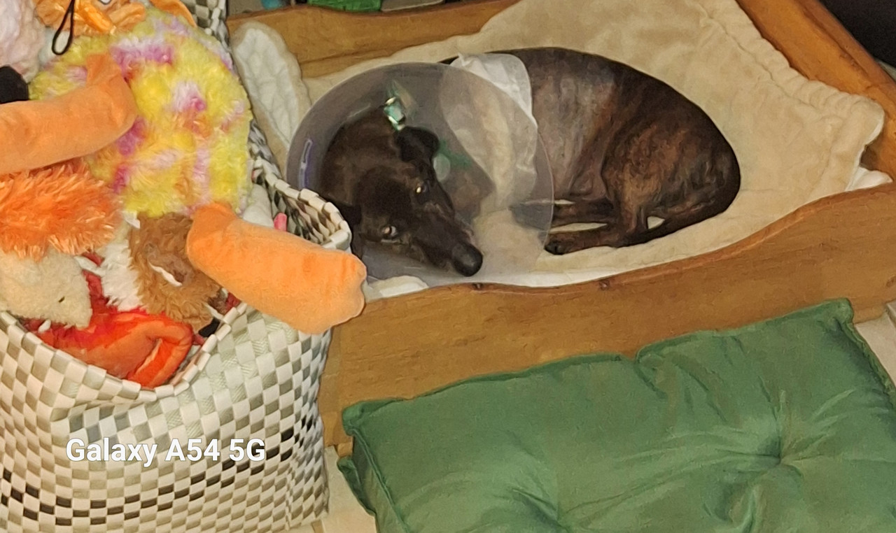 [Image: 20241012-182132.jpg]