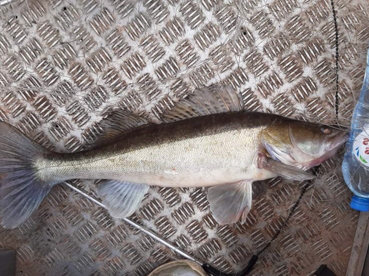 25 Ситников Сергей  джиг спиннинг катушка воблер судак мастер-класс Куляпин Андрей РФ