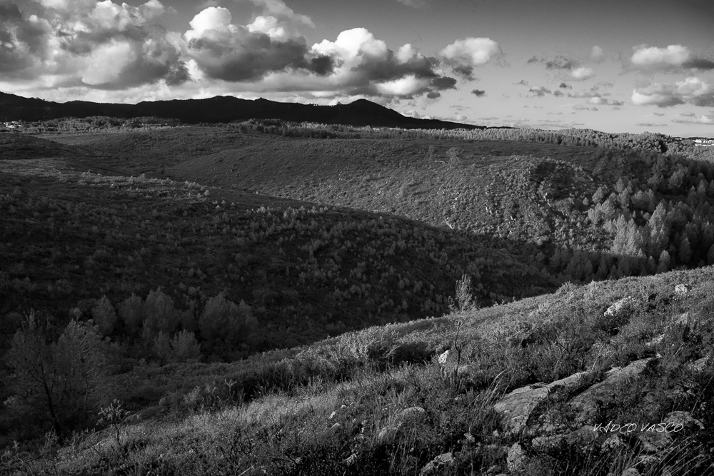 HIve-Vinhas-Miradouro-Bn-W-02.jpg