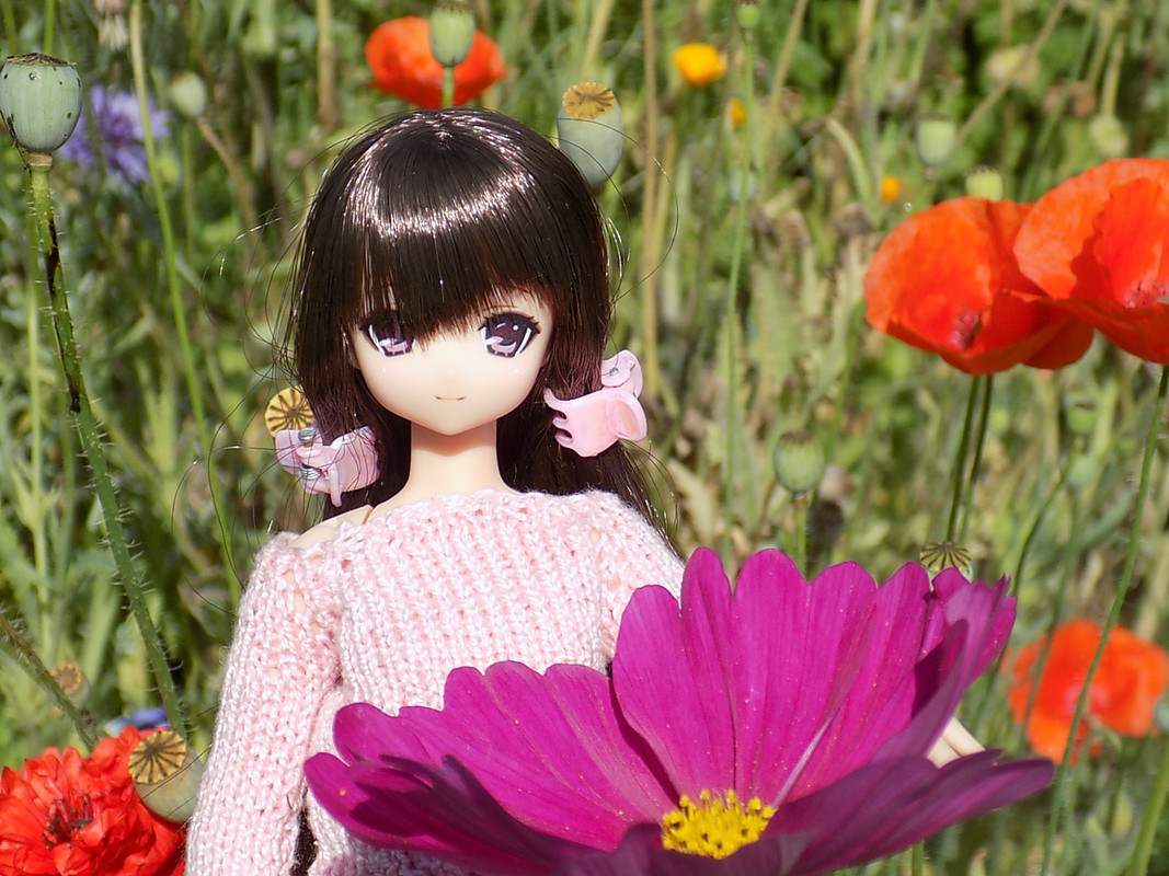 Дачное июль 2016 142