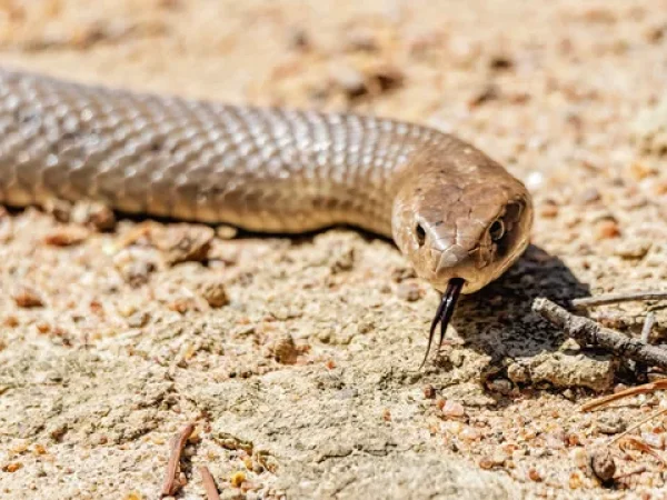 snake catching