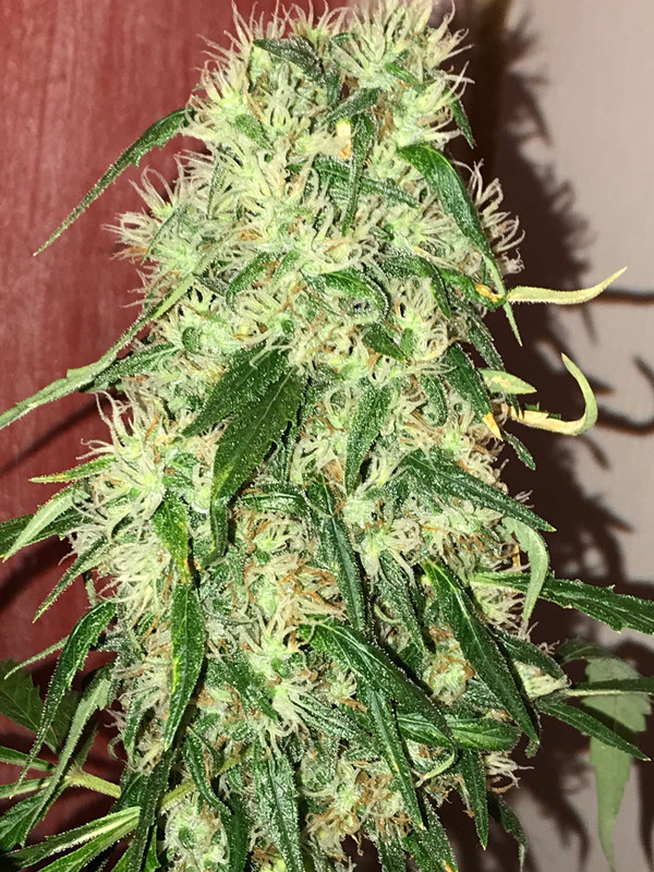 1A283CD6-5408-41CD-8047-C22CF03946E0