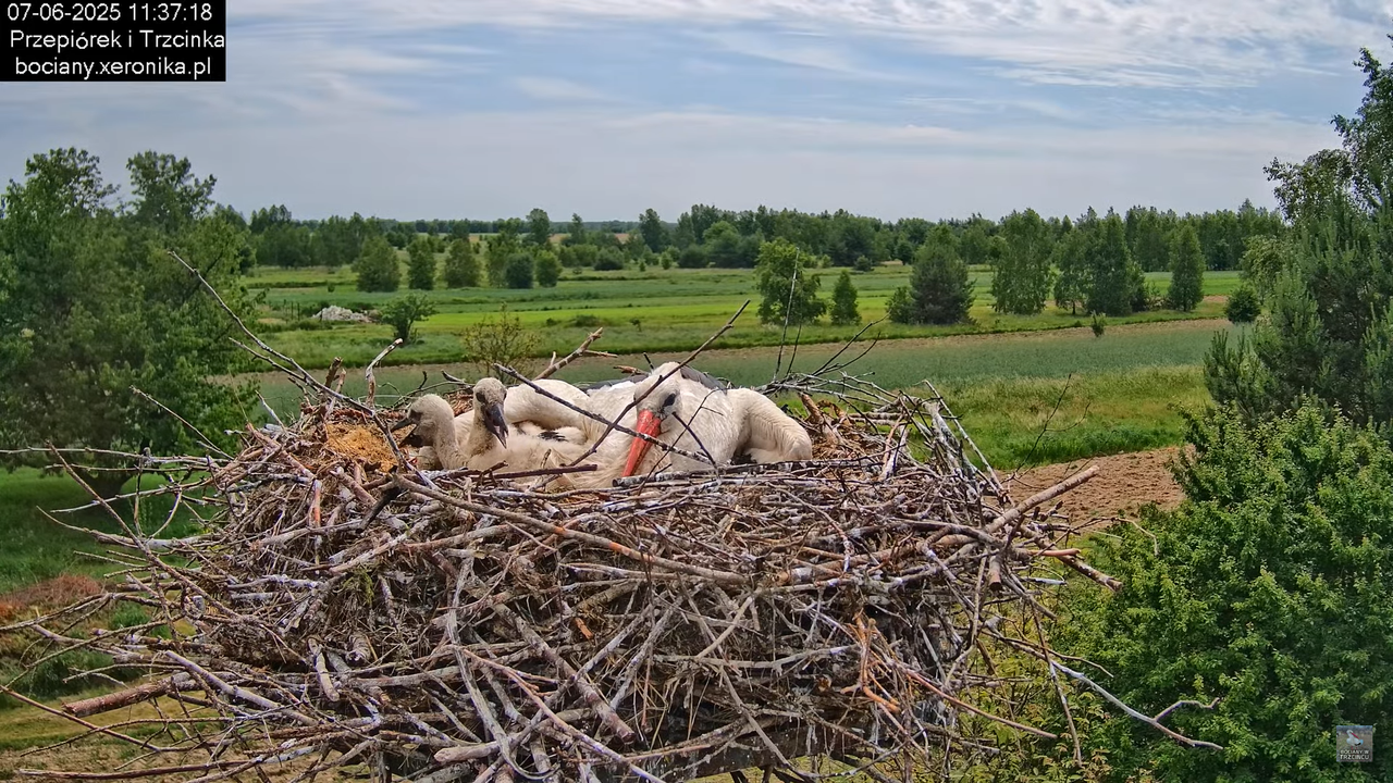 07062025bociany20