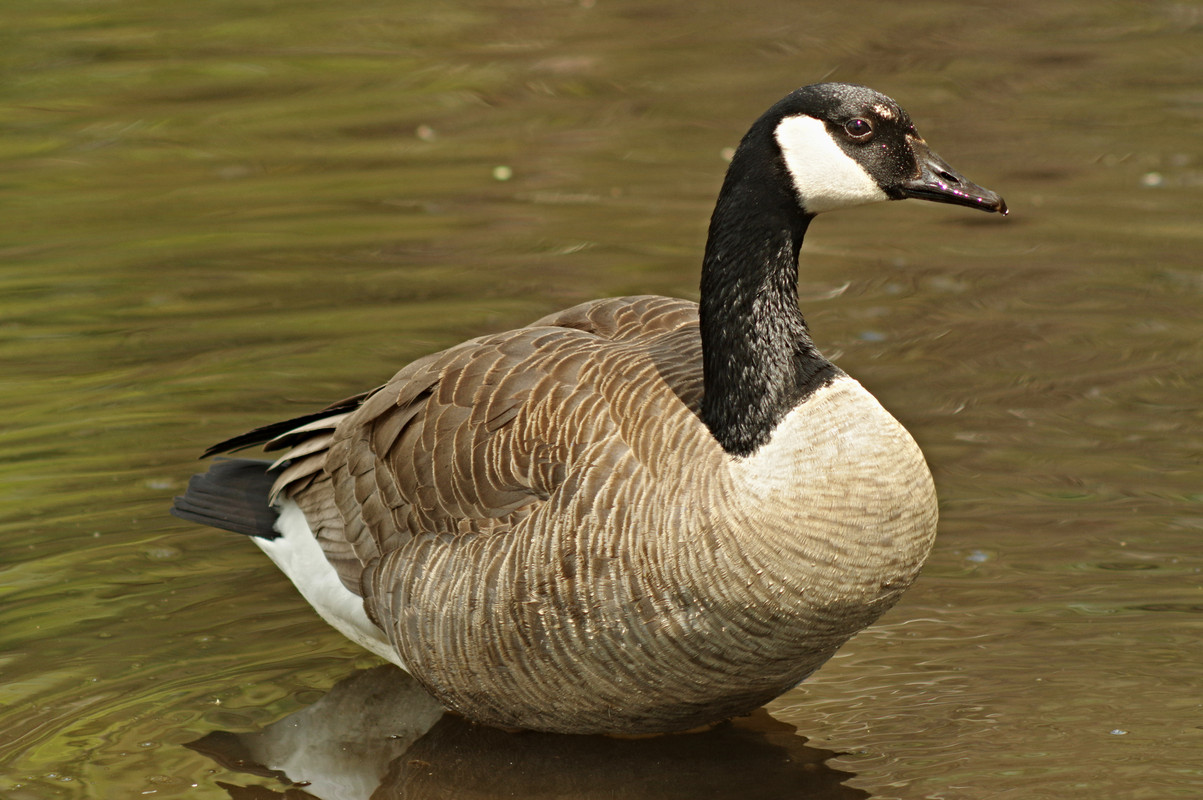 IMGP6639