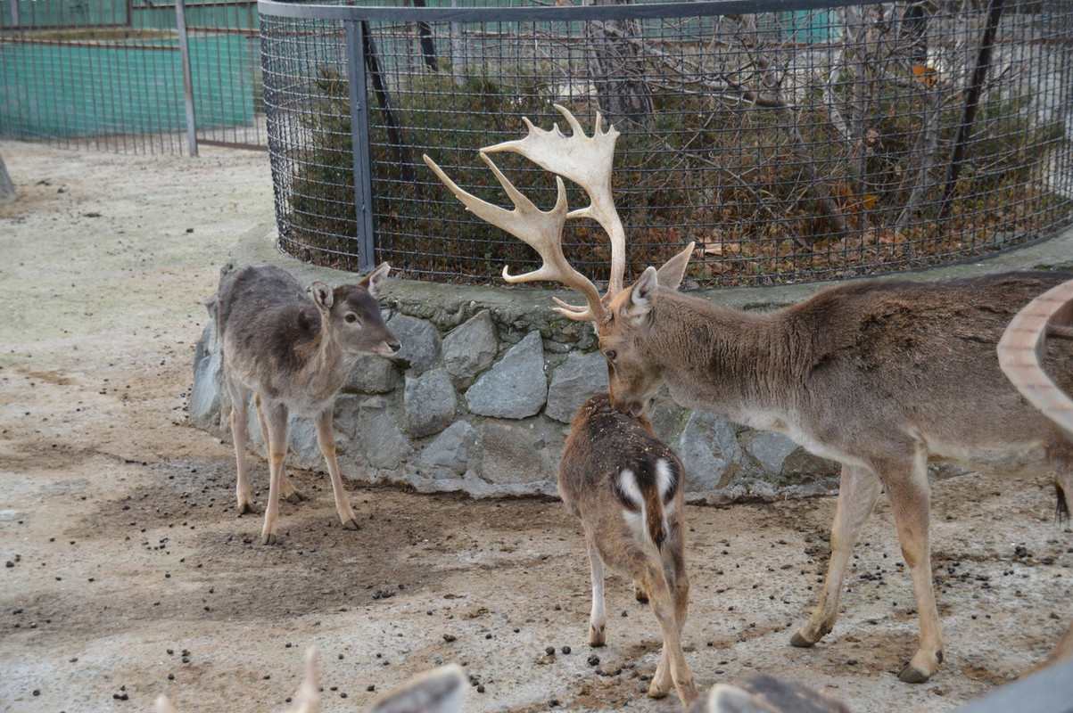 детёныш и мама